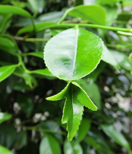 ファイル 2301-4.jpg