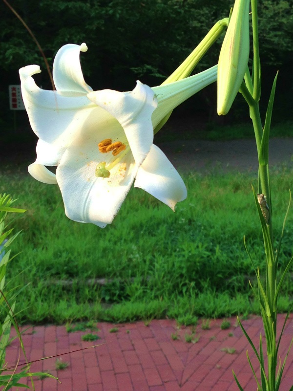 ファイル 3788-4.jpg