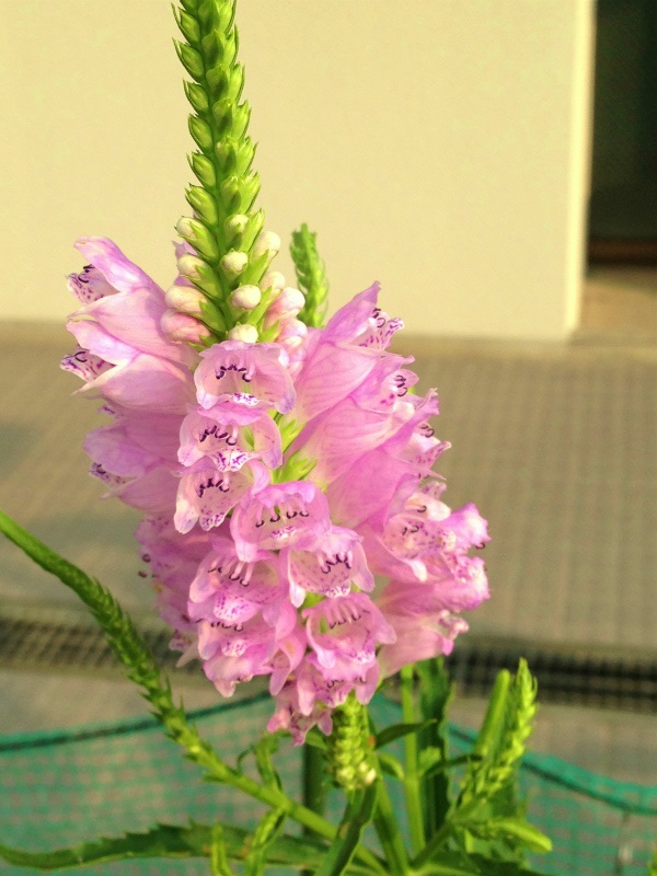 ファイル 3788-5.jpg