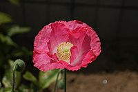 ファイル 3822-1.jpg