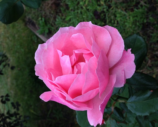 ファイル 3972-1.jpg
