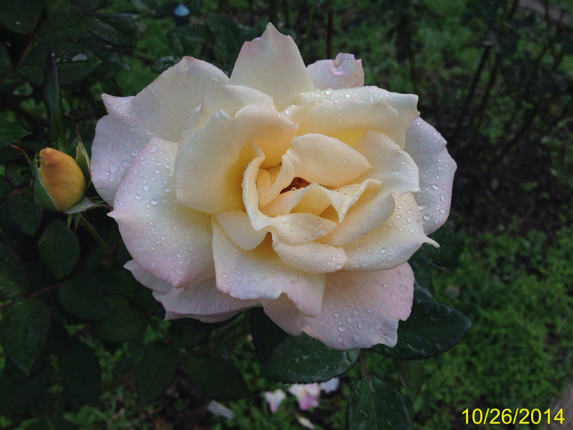 ファイル 4516-1.jpg