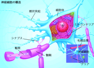 神の備え-抗がん作用のある大麻由来成分
