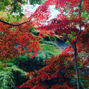 湯河原温泉＆千利休茶の世界