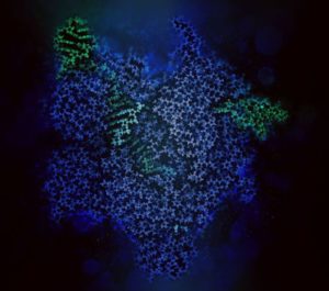 CRISPR-Cas9コンプレックスの立体分子構造