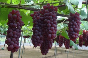 葡萄の枝は葡萄であるようにエクレシアはキリストの充満であり増殖である