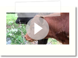 Breaking News: Red Heifer Born