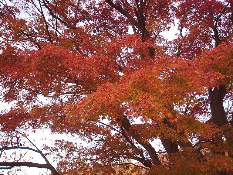 ファイル 2616-2.jpg